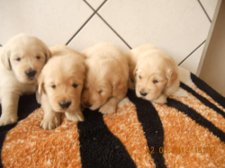 lindos golden retriever